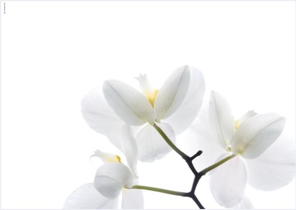 Tischsets Dekor White Orchid 45cm x 32cm - 3 Stück